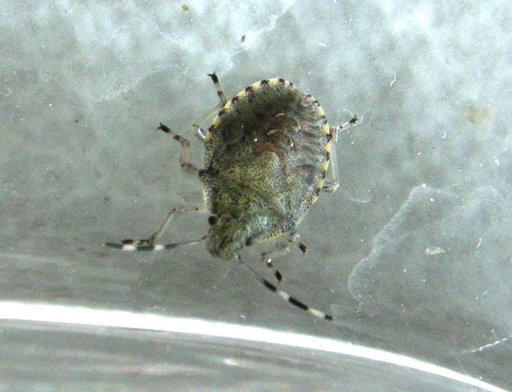 Pentatomidae: giovani di Rhaphigaster nebulosa