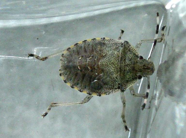 Pentatomidae: giovani di Rhaphigaster nebulosa