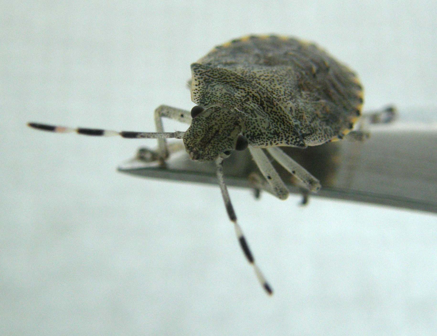 Pentatomidae: giovani di Rhaphigaster nebulosa