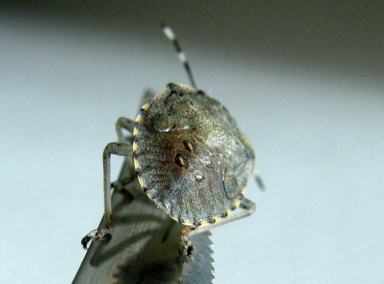 Pentatomidae: giovani di Rhaphigaster nebulosa