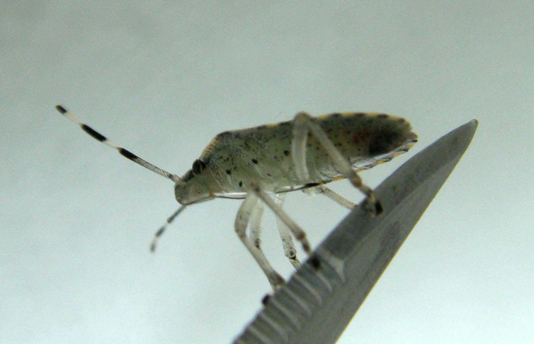Pentatomidae: giovani di Rhaphigaster nebulosa