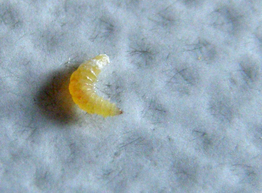 Che larva è?