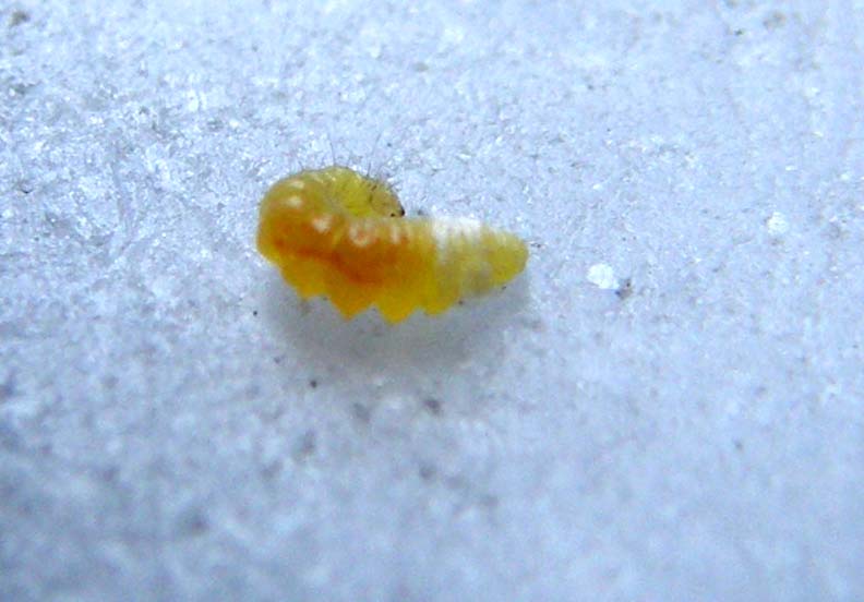 Che larva è?