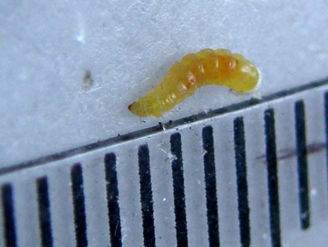 Che larva è?