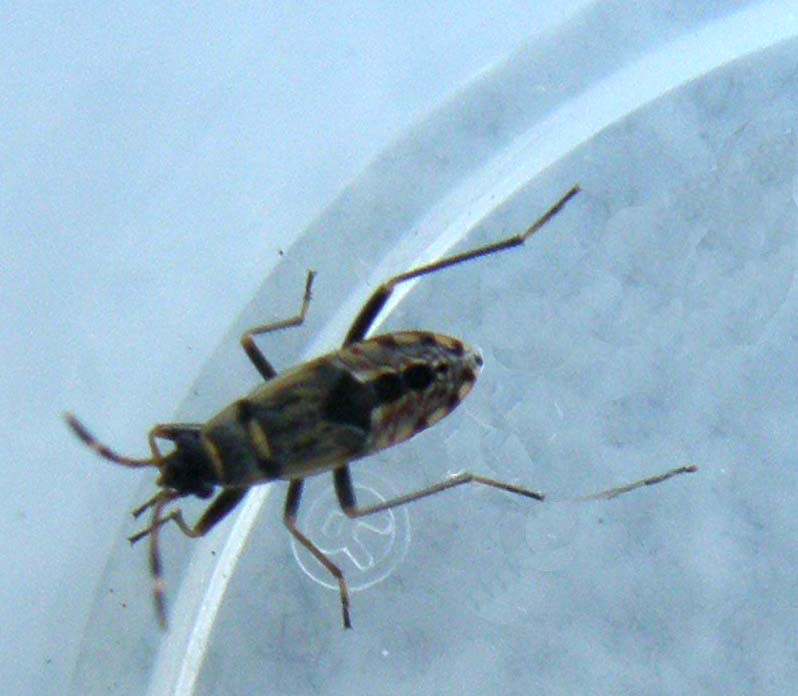 Lygaeidae: Beosus maritimus sul Naviglio grande di Milano