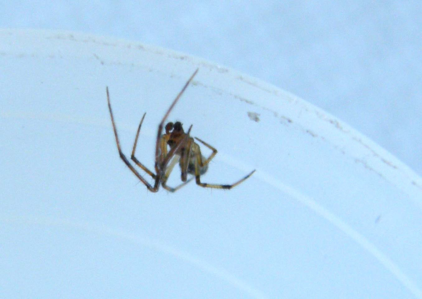 Theridion sp.