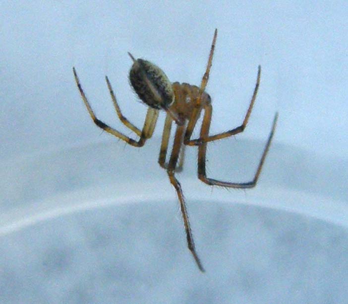 Theridion sp.