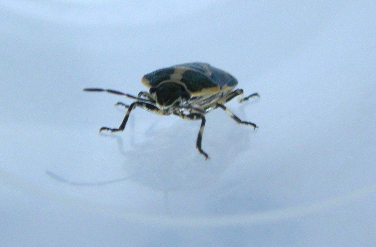 Pentatomidae: Eurydema oleracea della Darsena, a Milano