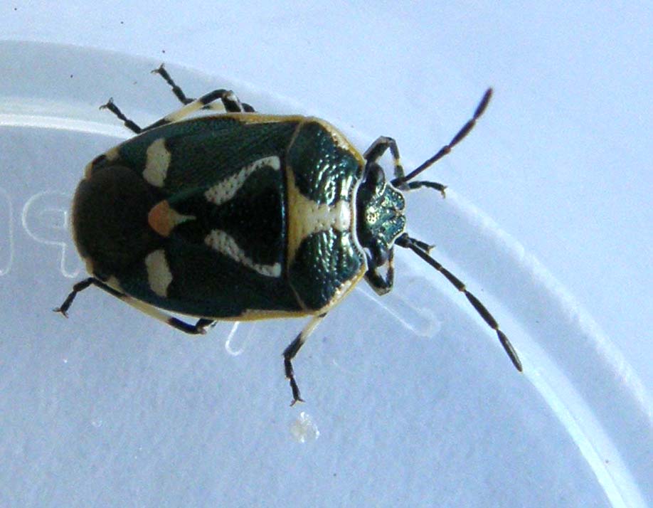 Pentatomidae: Eurydema oleracea della Darsena, a Milano