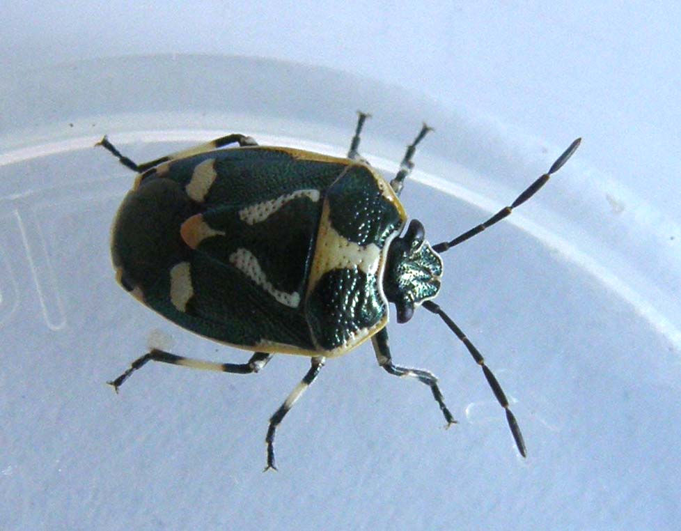 Pentatomidae: Eurydema oleracea della Darsena, a Milano