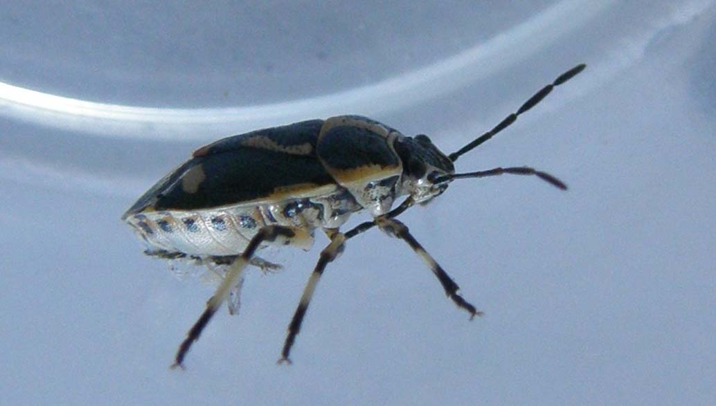 Pentatomidae: Eurydema oleracea della Darsena, a Milano