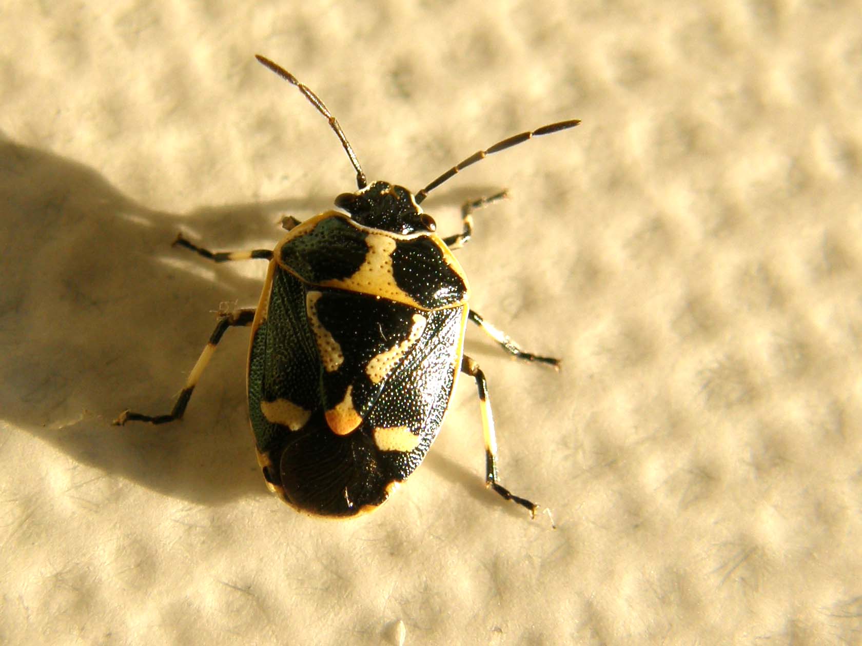 Pentatomidae: Eurydema oleracea della Darsena, a Milano