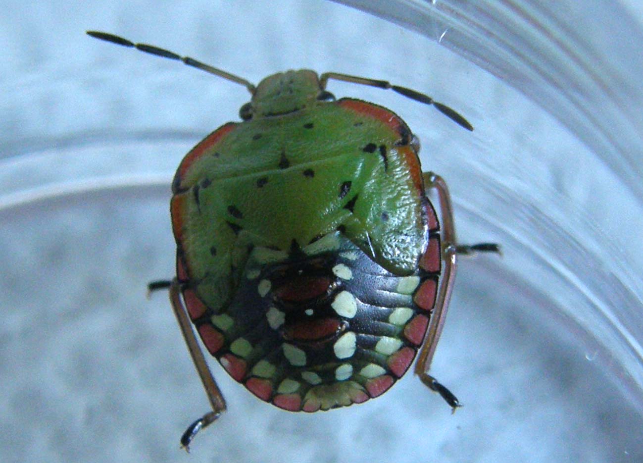 Verde....a met strada: Nezara viridula