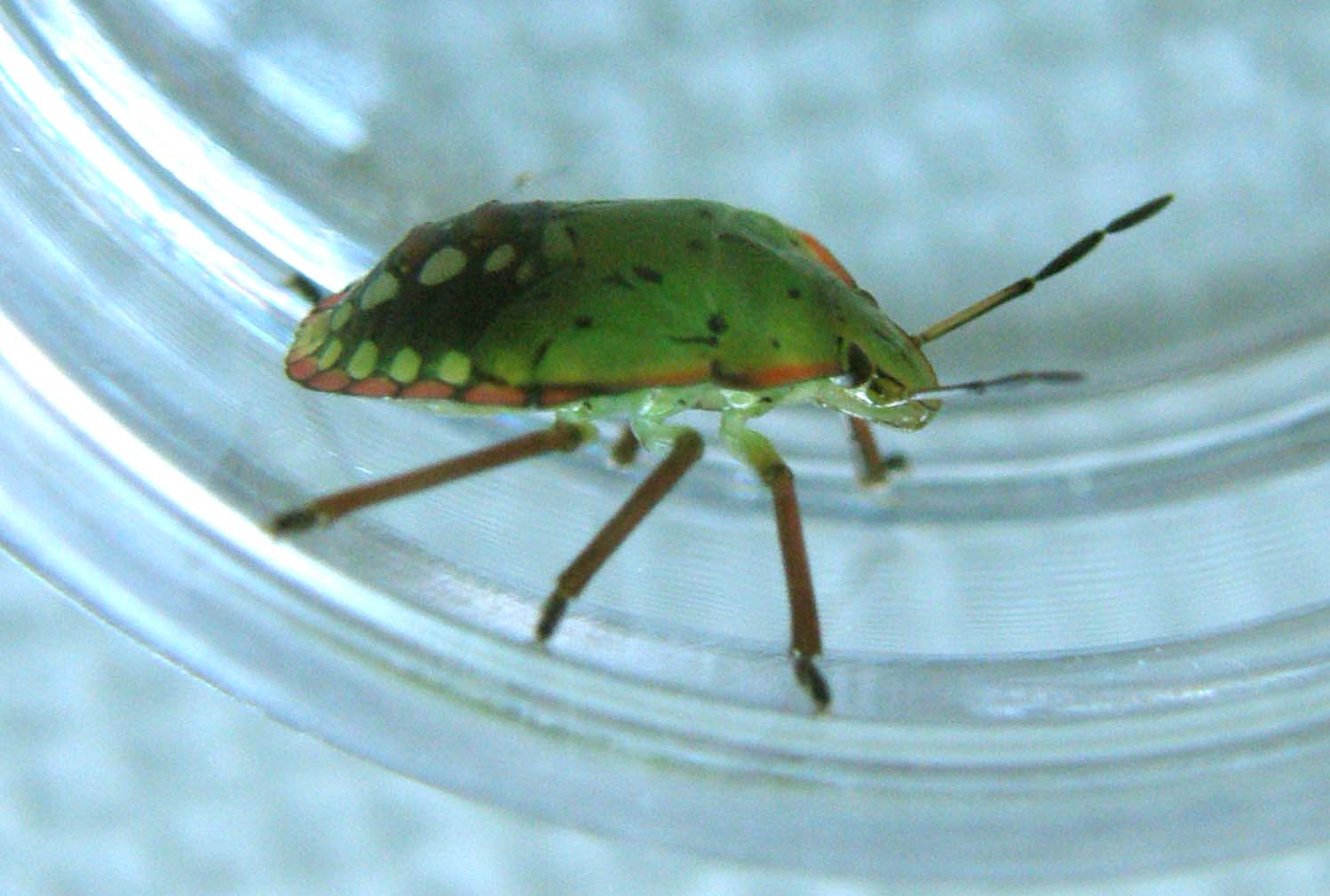 Verde....a met strada: Nezara viridula