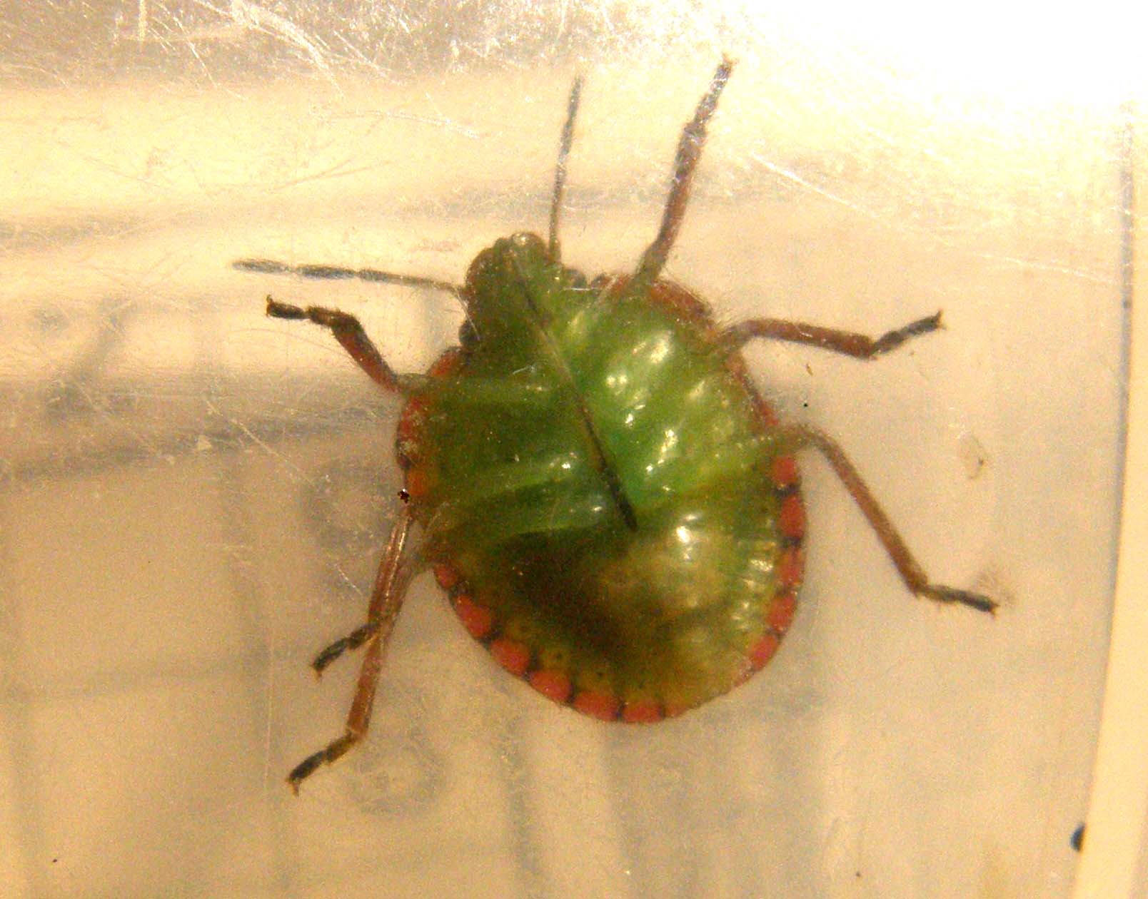 Verde....a met strada: Nezara viridula