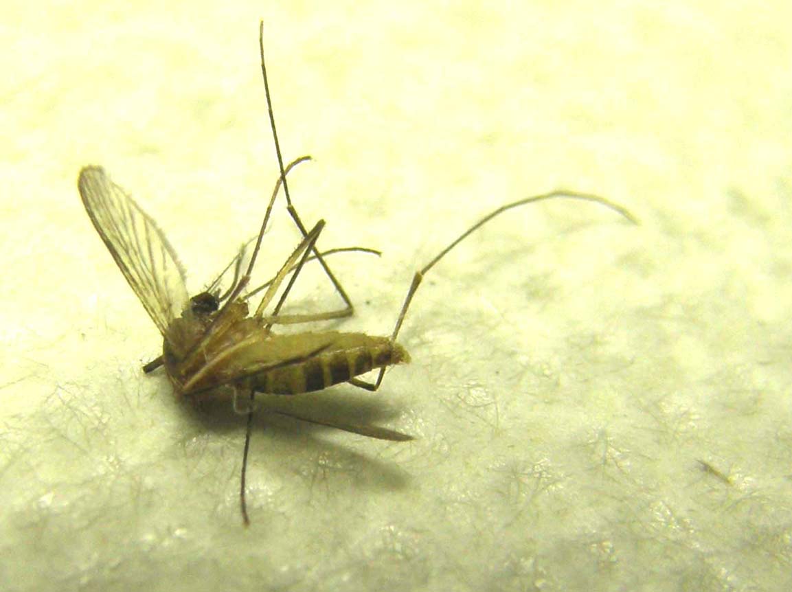 La mia prima zanzara tigre? S, femmina di Aedes albopictus