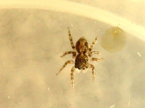 Pseudeuophrys sp.