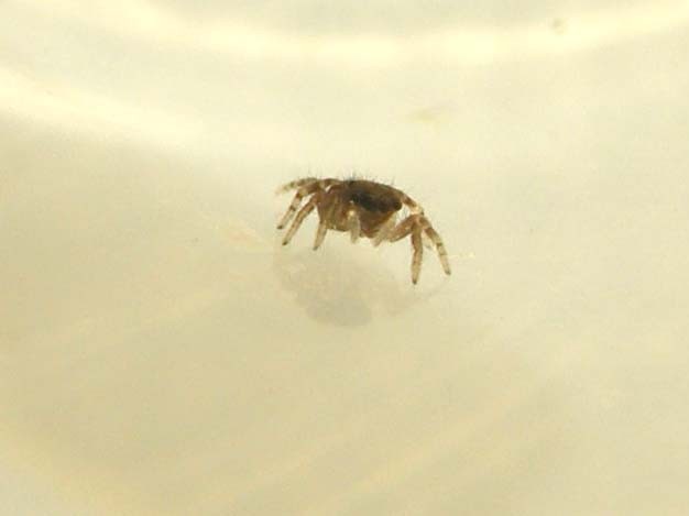 Pseudeuophrys sp.