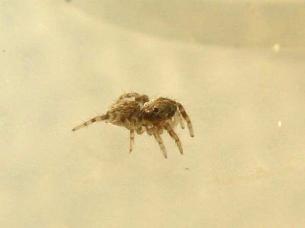 Pseudeuophrys sp.