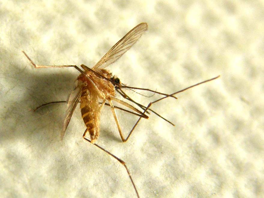 La mia prima zanzara tigre? S, femmina di Aedes albopictus