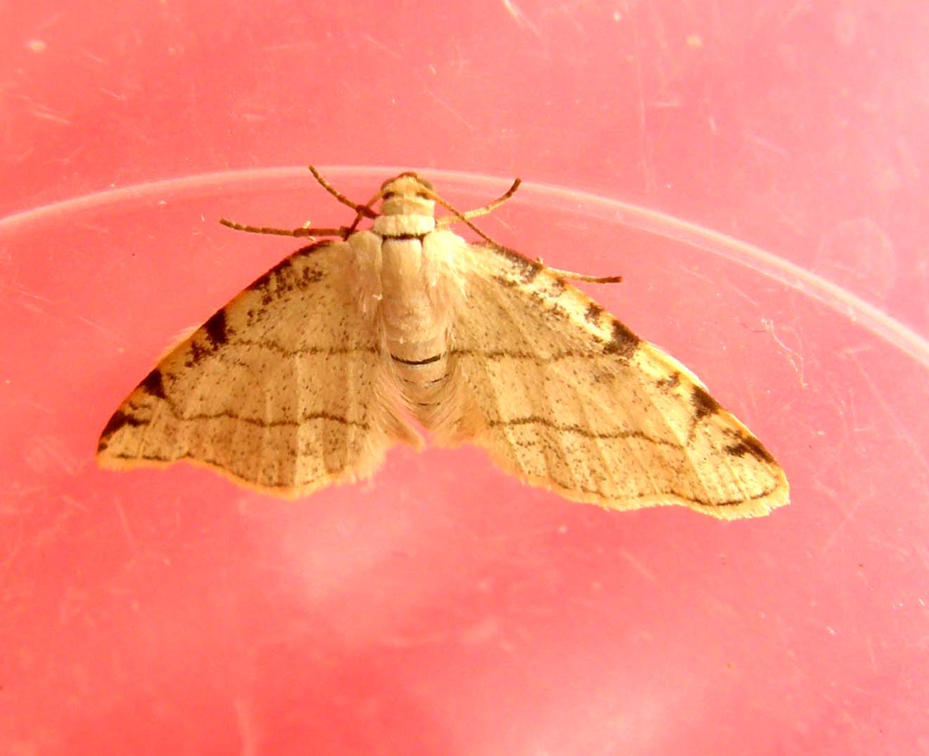 Bruco di Geometridae: Stegania trimaculata
