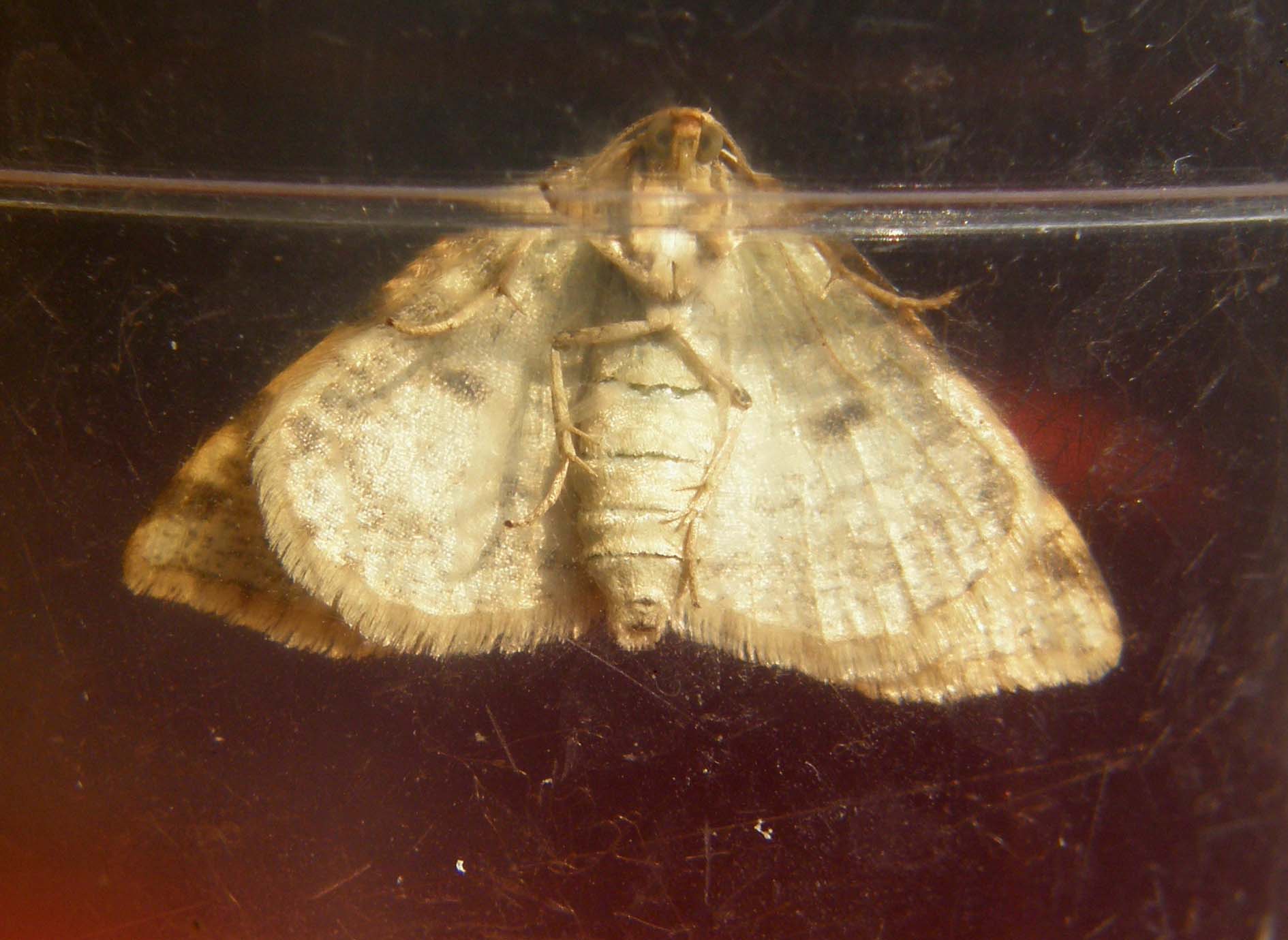 Bruco di Geometridae: Stegania trimaculata