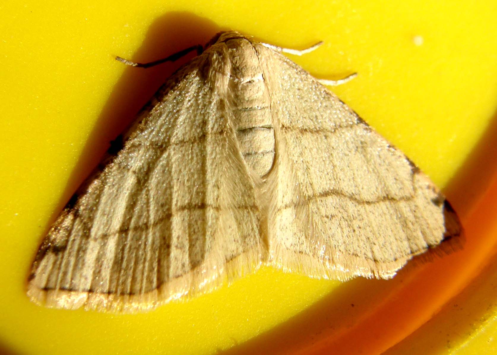 Bruco di Geometridae: Stegania trimaculata