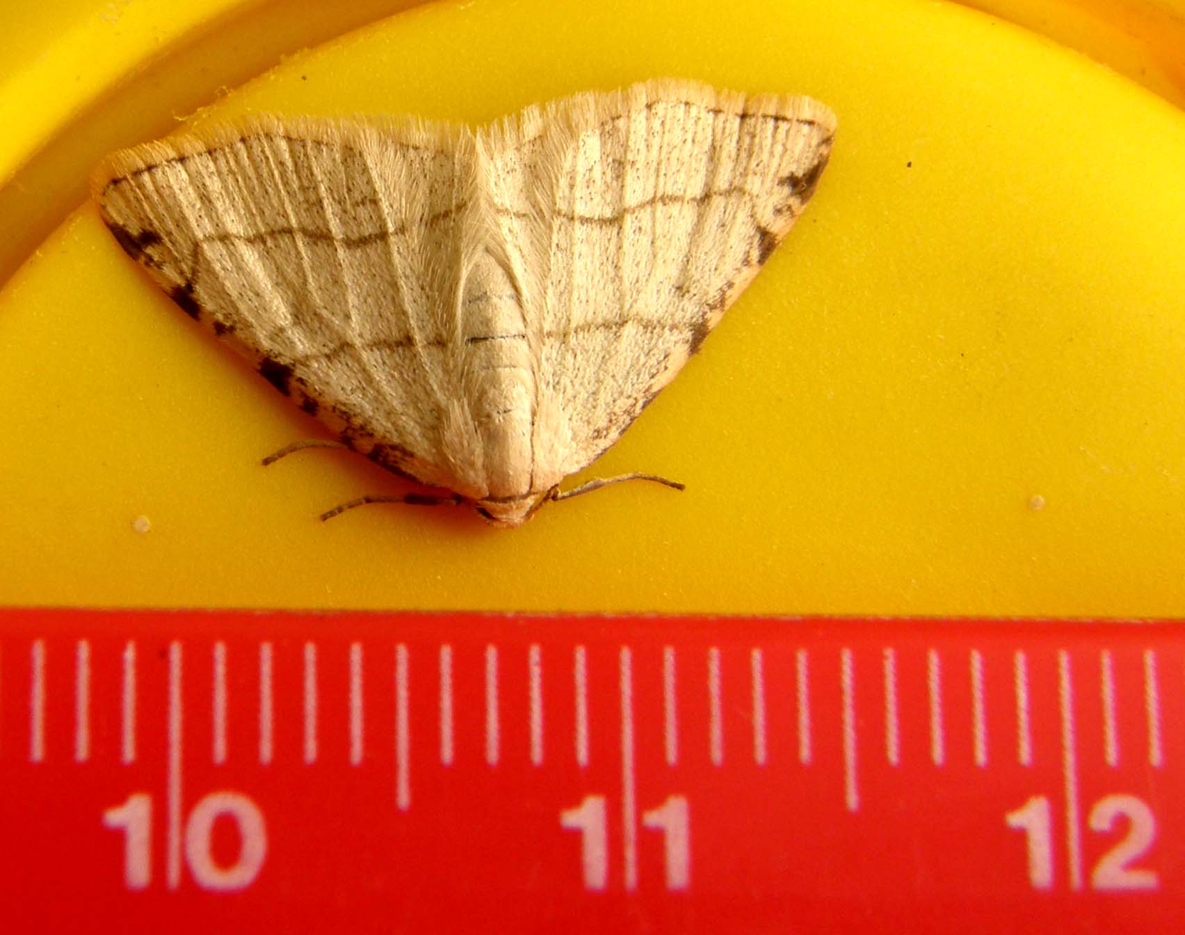 Bruco di Geometridae: Stegania trimaculata