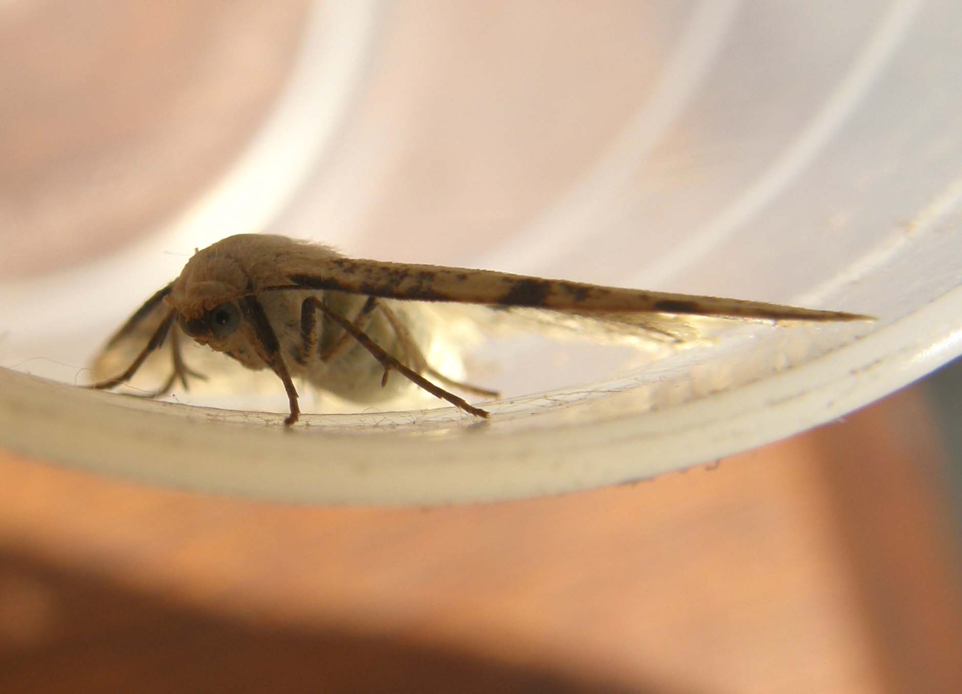 Bruco di Geometridae: Stegania trimaculata