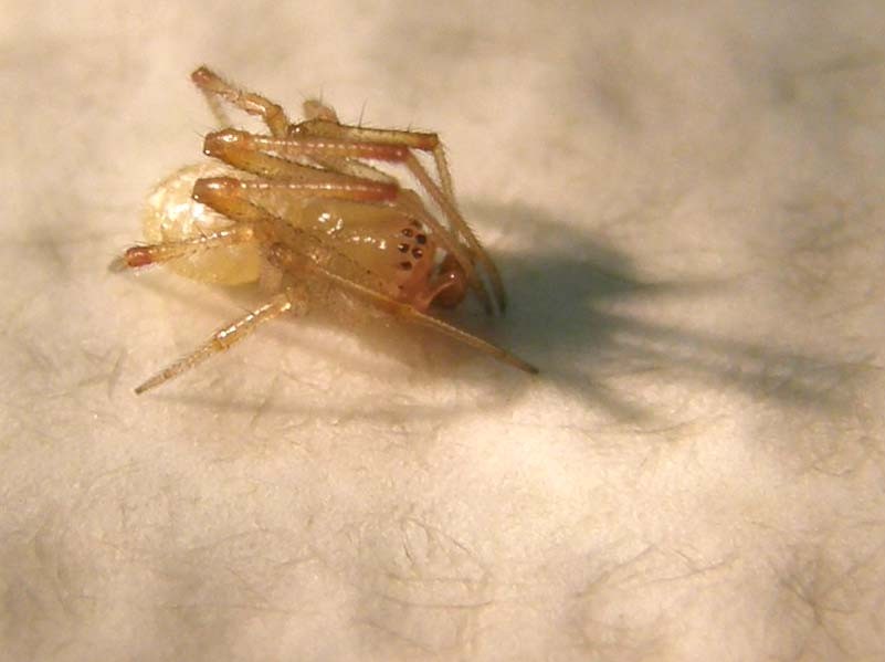 Theridion sp.