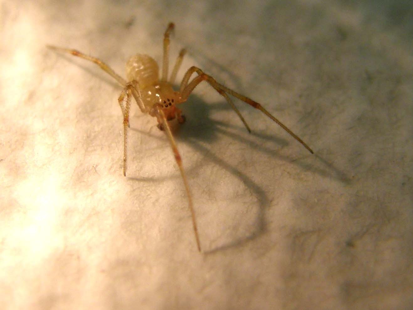 Theridion sp.