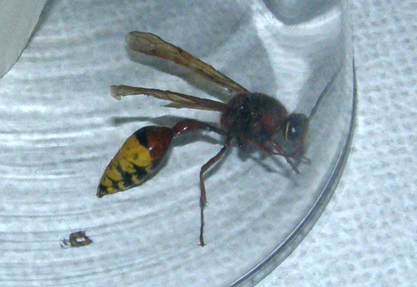 Vespidae Eumeninae: Delta unguiculatum