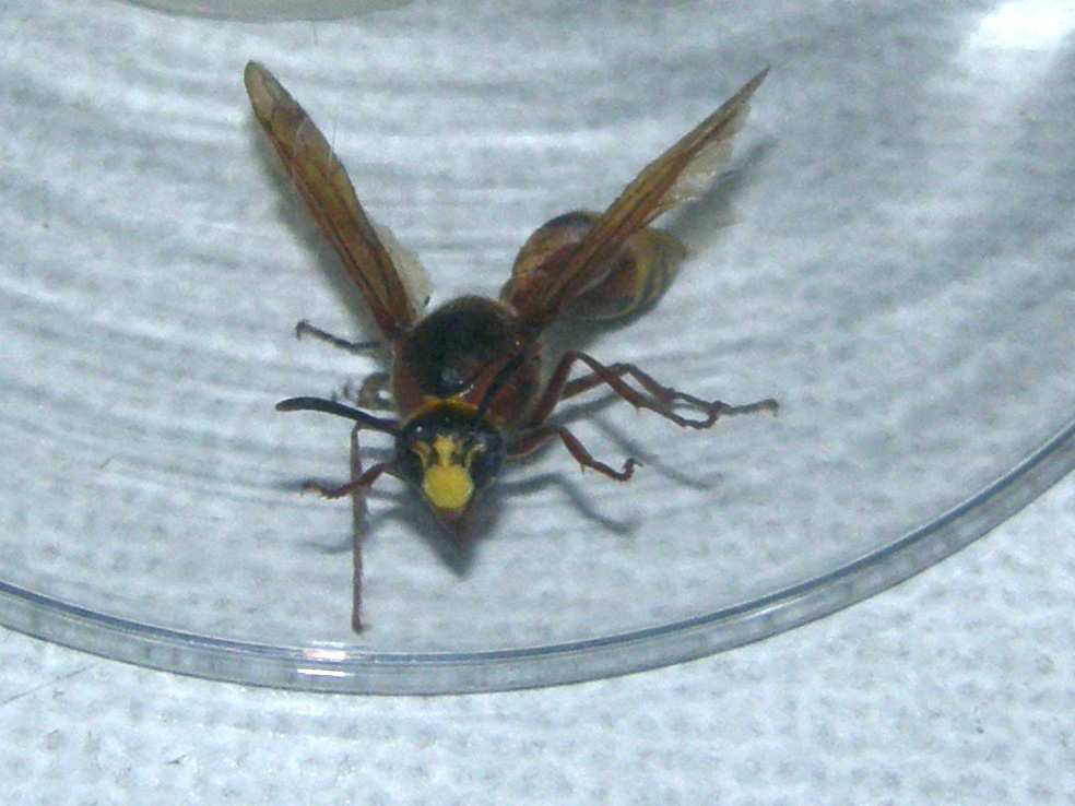 Vespidae Eumeninae: Delta unguiculatum