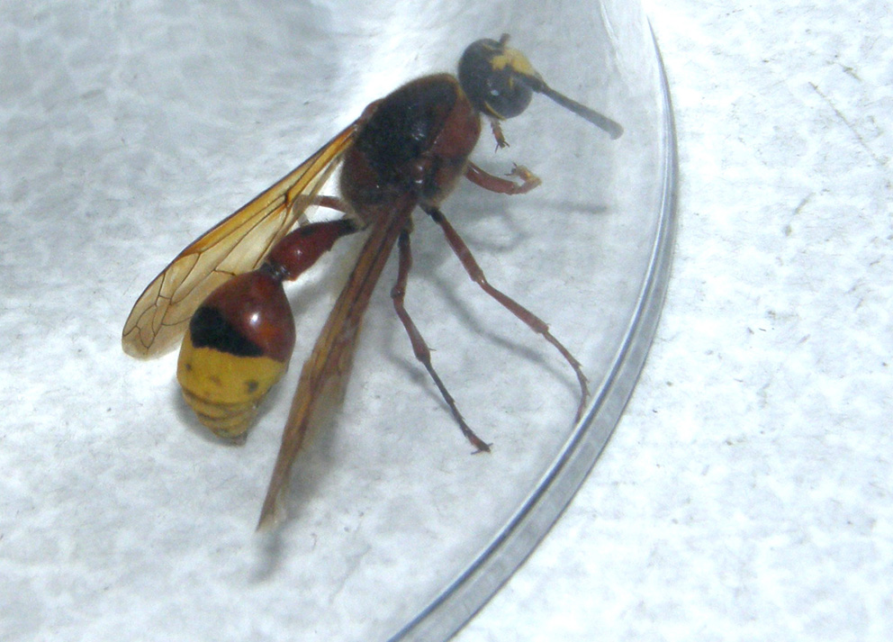 Vespidae Eumeninae: Delta unguiculatum