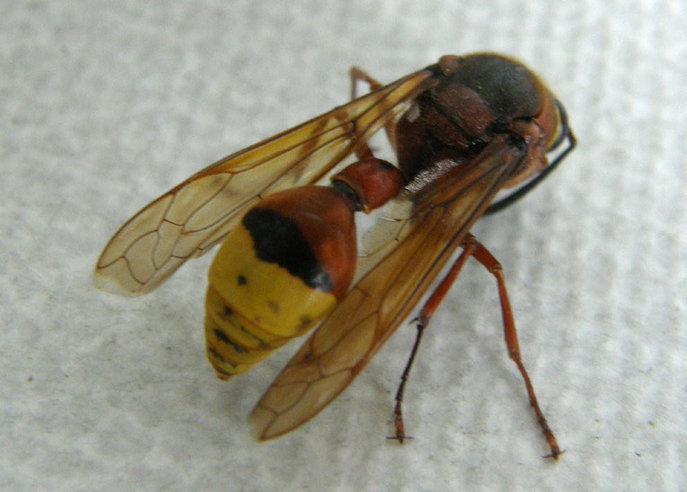 Vespidae Eumeninae: Delta unguiculatum