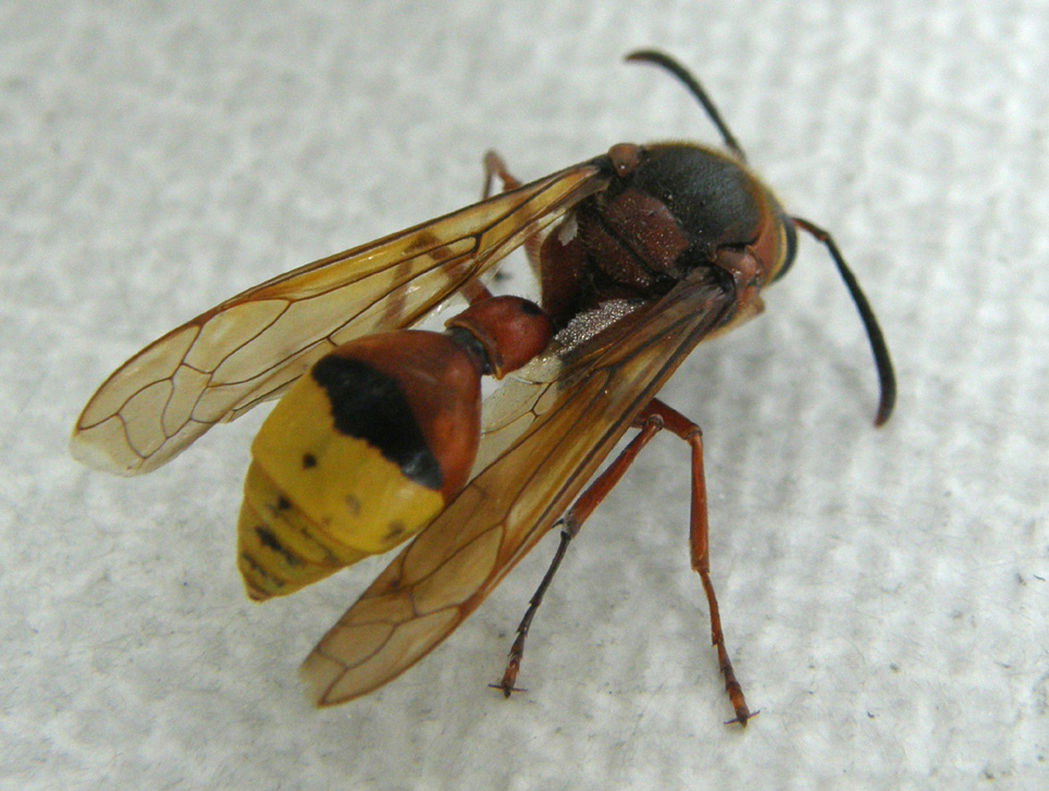 Vespidae Eumeninae: Delta unguiculatum