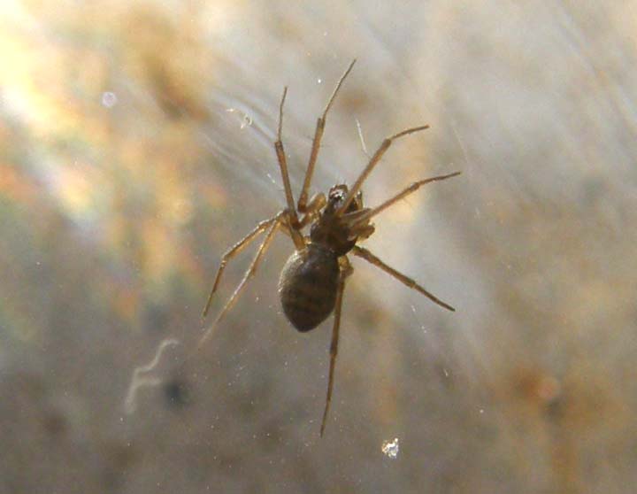 Linyphiidae