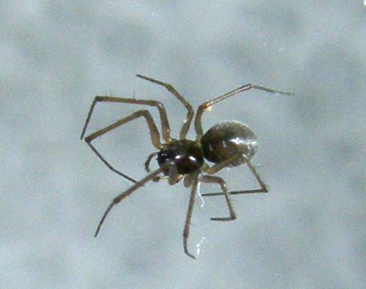Linyphiidae