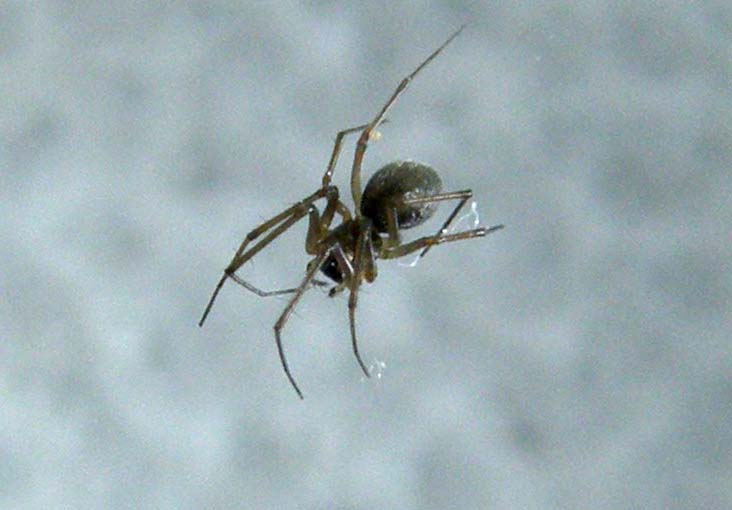 Linyphiidae