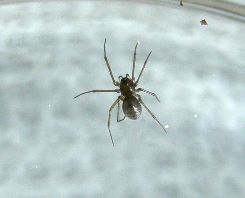 Linyphiidae