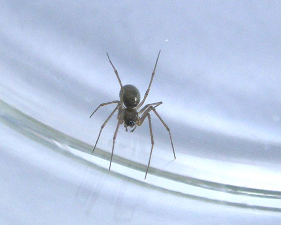 Linyphiidae