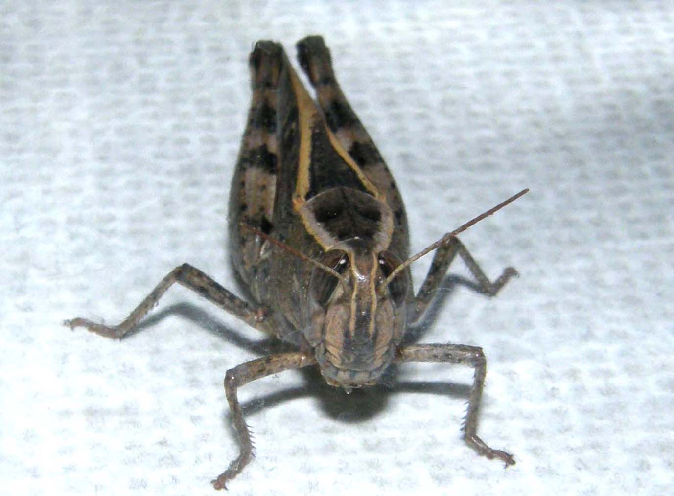 Calliptamus sp.