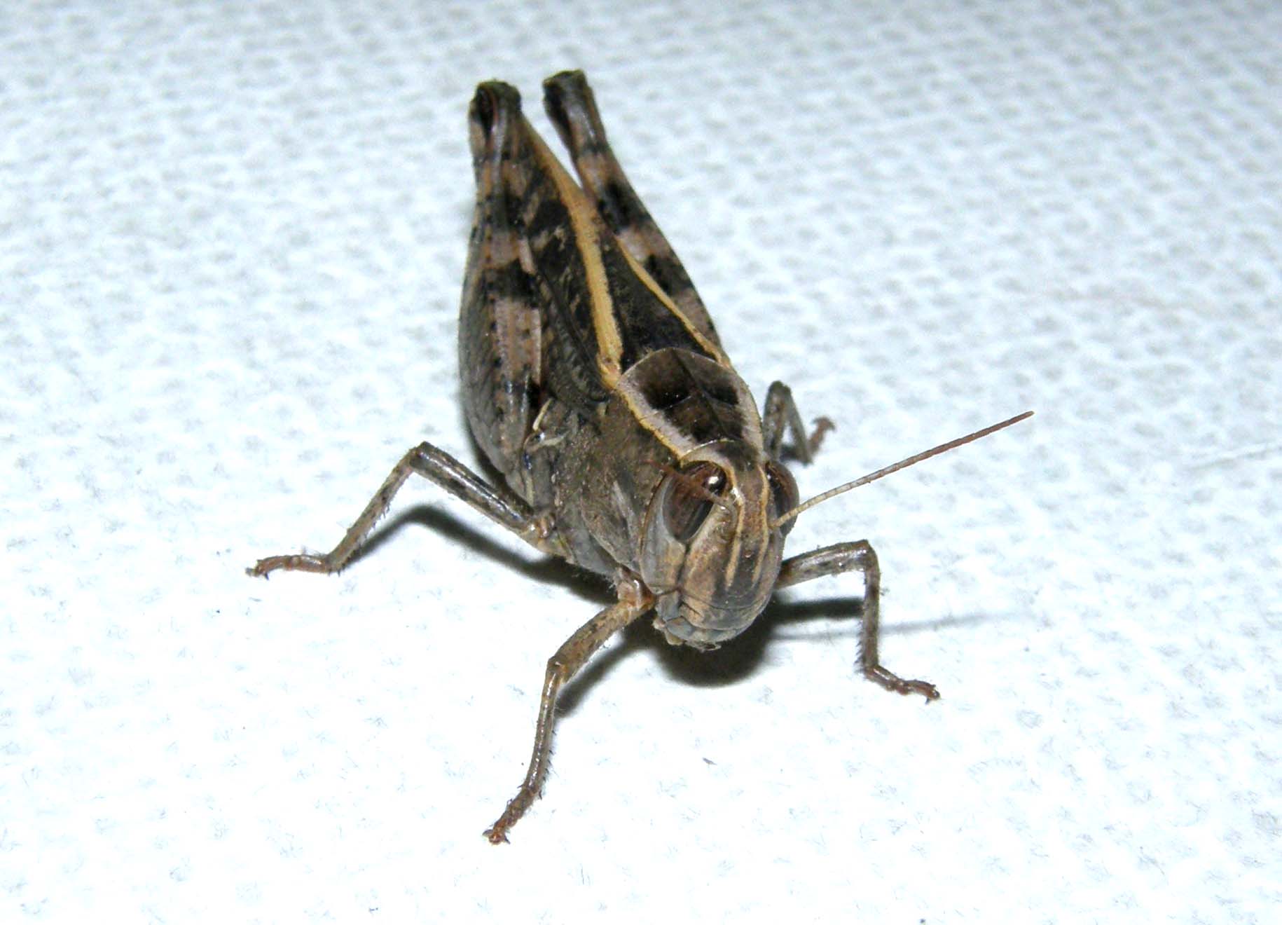 Calliptamus sp.