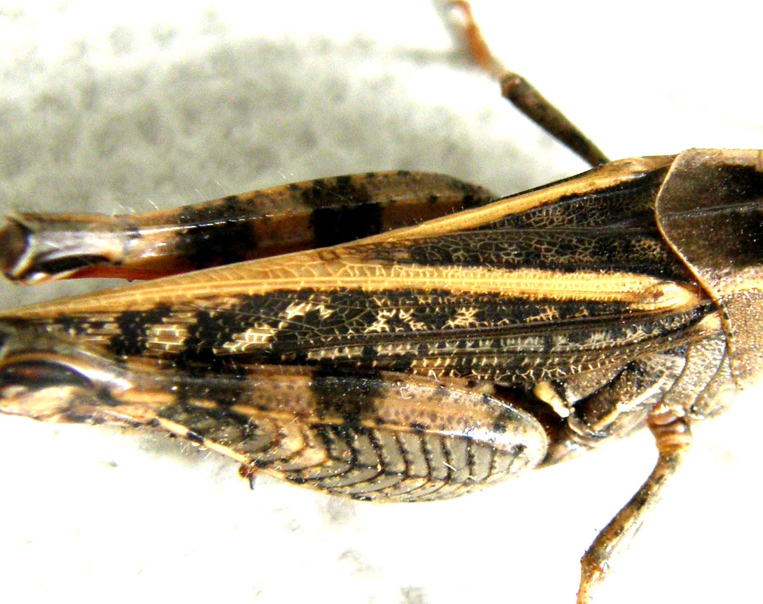 Calliptamus sp.