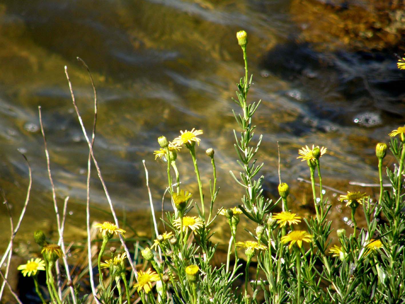 Limbarda crithmoides