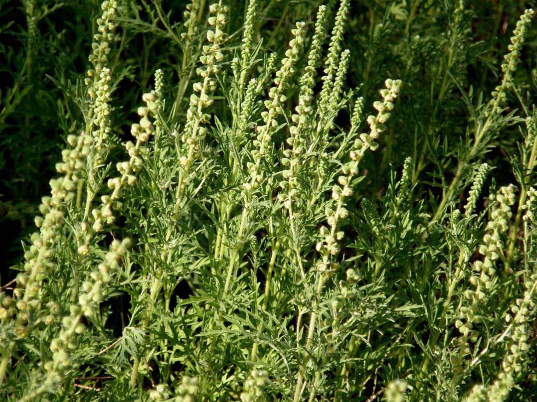 Ambrosia tenuifolia / Ambrosia a foglie sottili