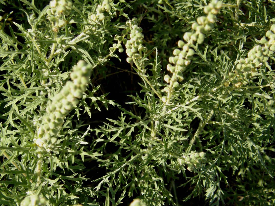 Ambrosia tenuifolia / Ambrosia a foglie sottili