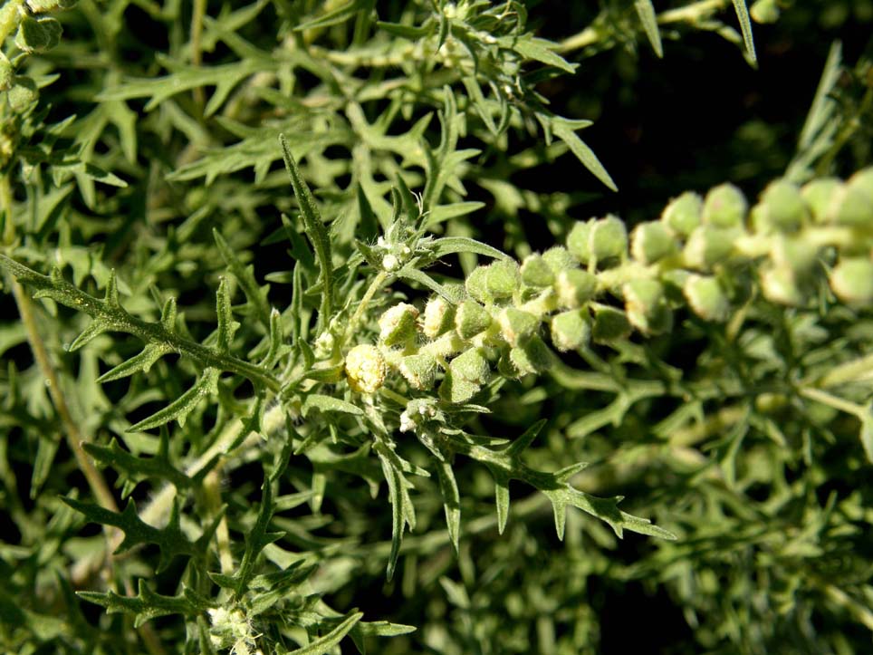 Ambrosia tenuifolia / Ambrosia a foglie sottili