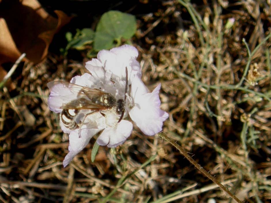 Colpa sexmaculata M. (Scoliidae).