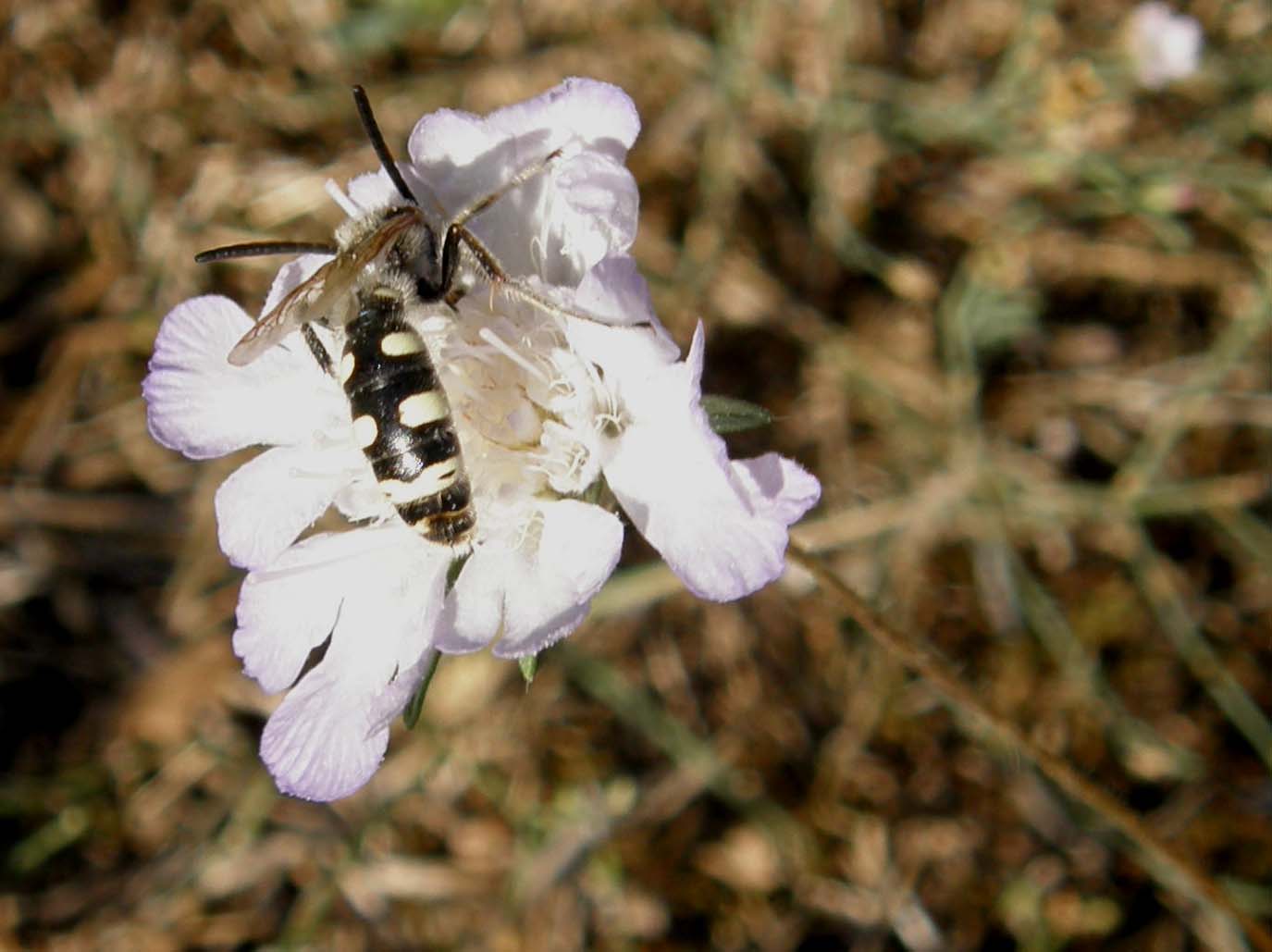 Colpa sexmaculata M. (Scoliidae).